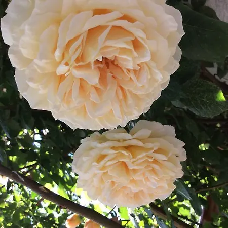 Lägenhet Apartmenthaus Rapplhof *