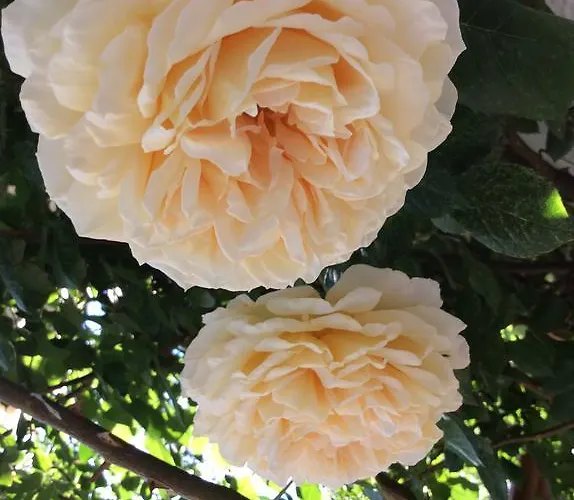 شقة Apartmenthaus Rapplhof *